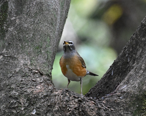 マミチャジナイ2754
