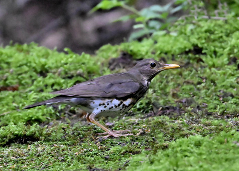 クロツグミ♀9057