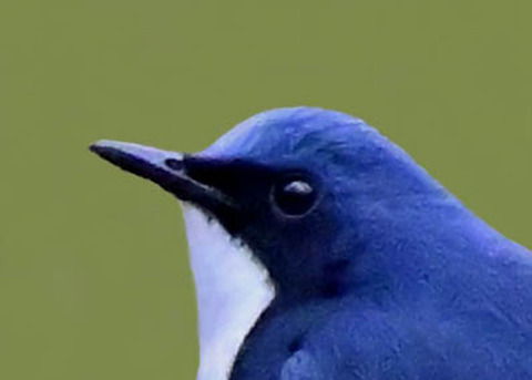 コルリ♂5000