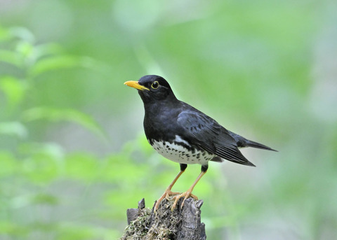 クロツグミ♂1009