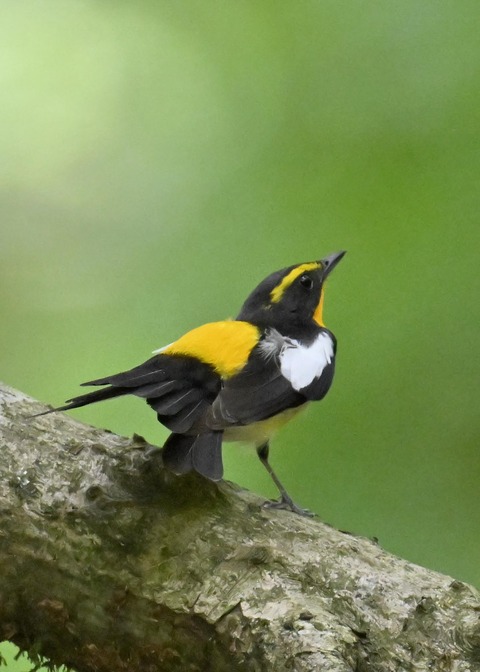 キビタキ成鳥♂5742