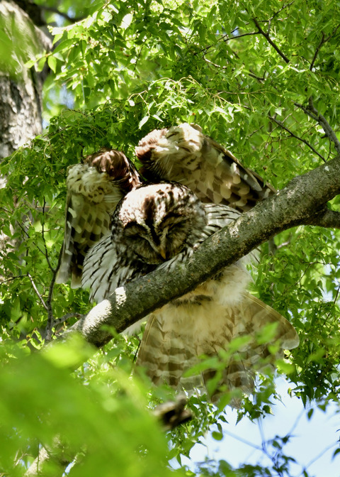 フクロウ♀2054