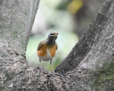 マミチャジナイ2533