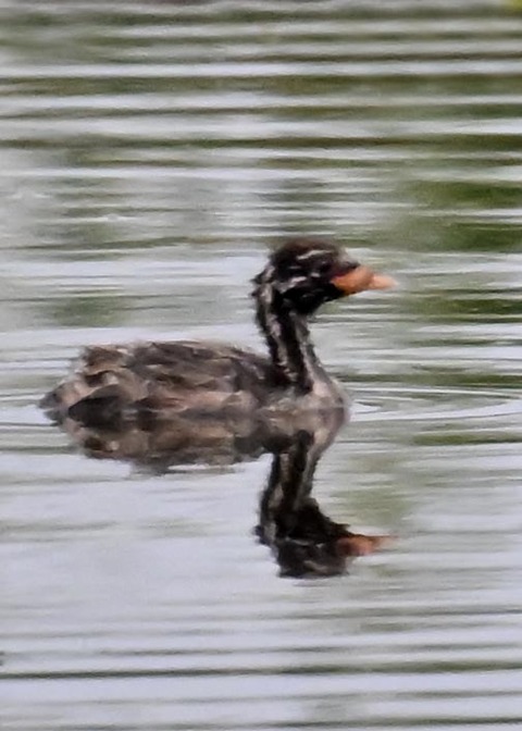 カイツブリのヒナ1465