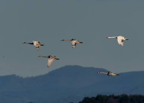 オオハクチョウ3634