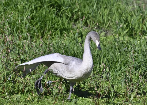 オオハクチョウ幼鳥羽広げ2960