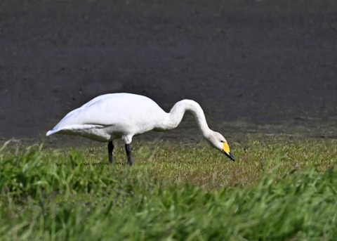 オオハクチョウ8271