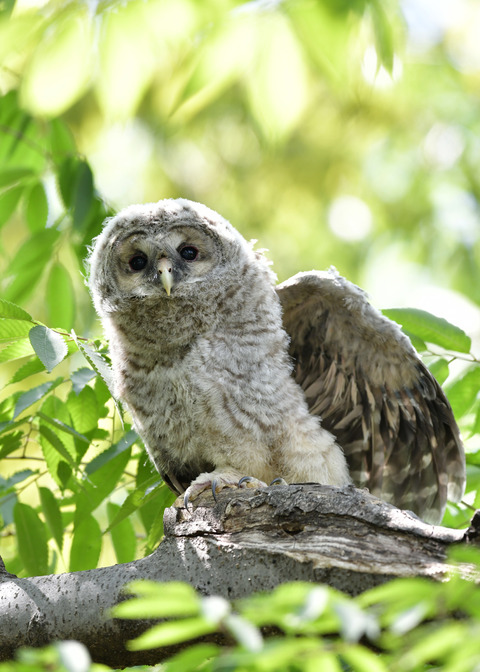 フクロウのヒナ1173