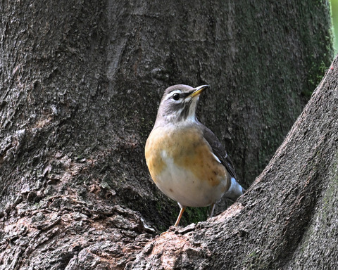 マミチャジナイ9693