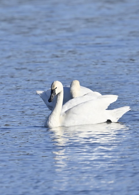 アメリカコハクチョウ8730