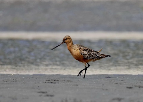 オオソリハシシギ4110