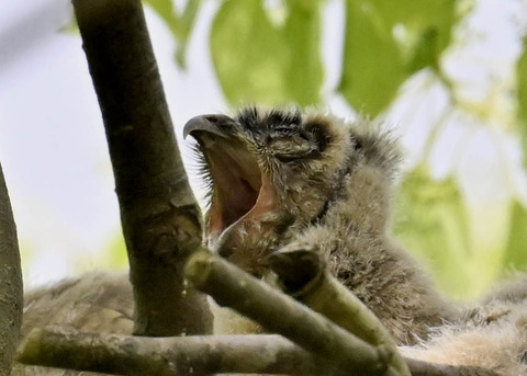 トラフズクのヒナ1104
