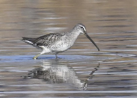 オオハシシギ2716