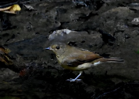 オオルリ♀7261