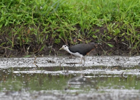 シロハラクイナ9575◎