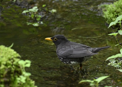 クロツグミ♂3431