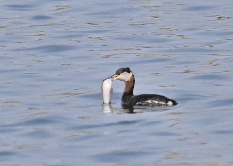 ｱｶｴﾘｶｲﾂﾌﾞﾘ8786