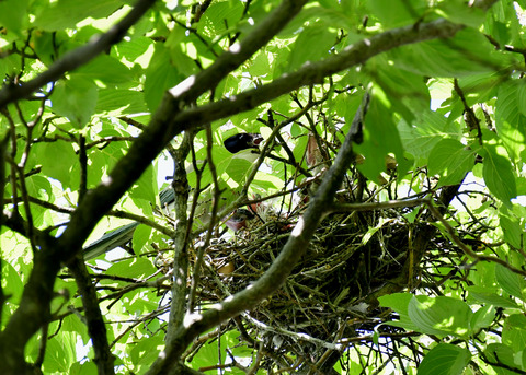 オナガの営巣5558