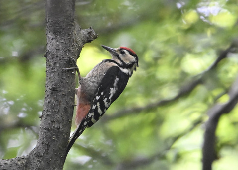 アカゲラ幼鳥9004