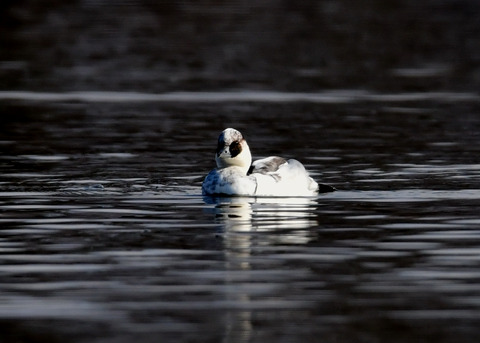 ミコアイサ♂8741