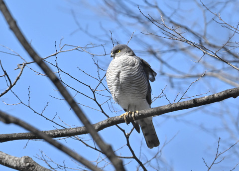 ツミ♀9688