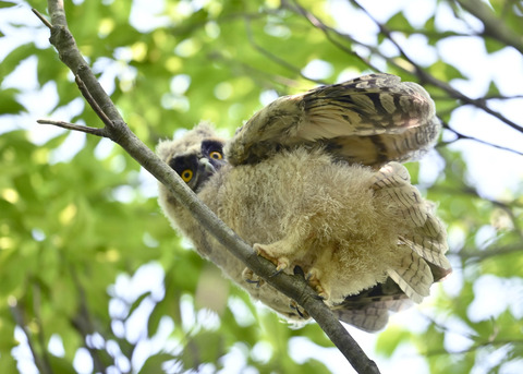 トラフズクのヒナ0713