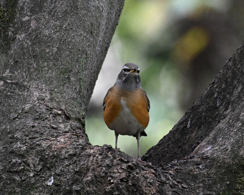 マミチャジナイ2395