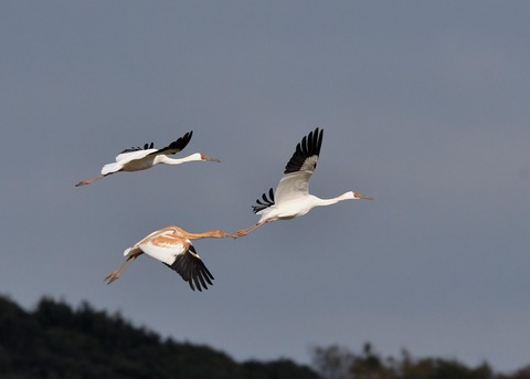 飛ぶ・ソデグロヅル8240