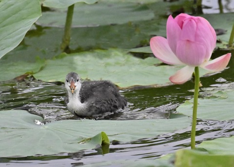 オオバンのヒナ6829