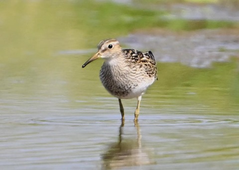 アメリカウズラシギ5217