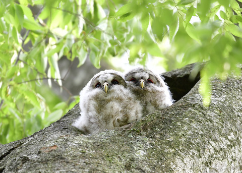 フクロウのヒナ①②4466