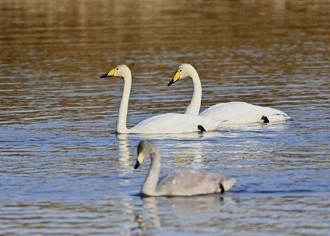 オオハクチョウ親子9887