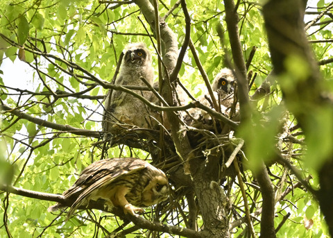 トラフズク♀2715