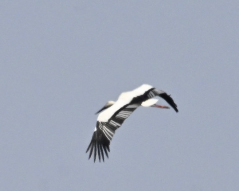 飛ぶコウノトリ8592