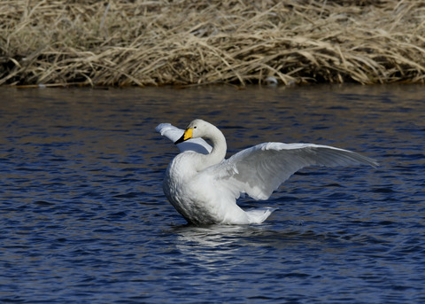 オオハクチョウ8619