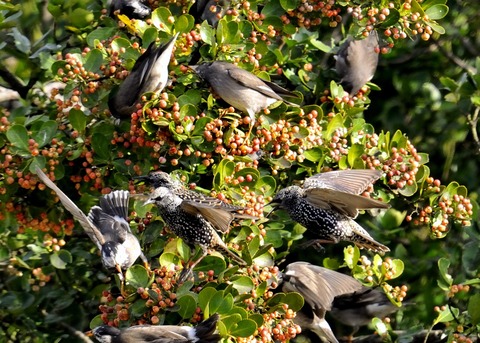 ホシムクドリ7086○