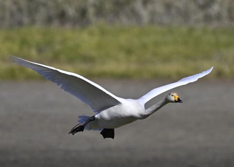 オオハクチョウ4059