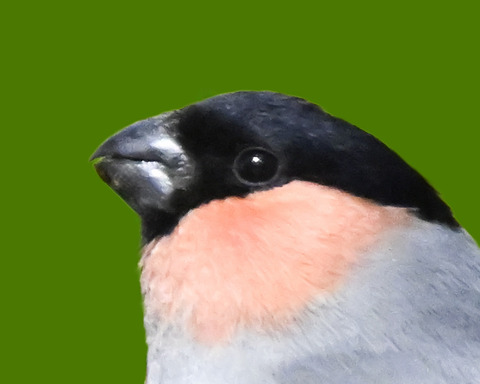 ウソ♂0000