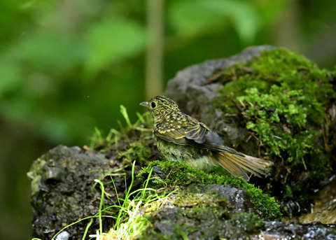 キビタキ幼鳥0922