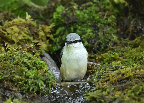 ゴジュウカラ1403