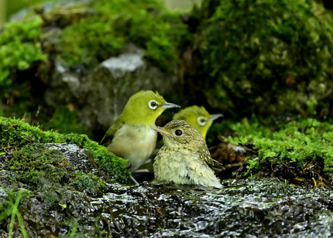 キビタキ幼鳥0378