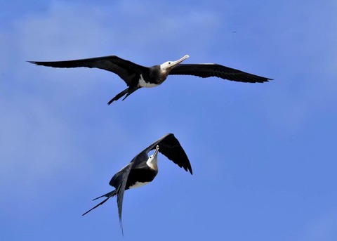 オオグンカンドリ6987