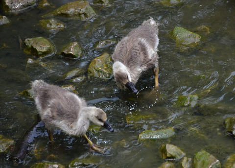 サカツラガン①4264