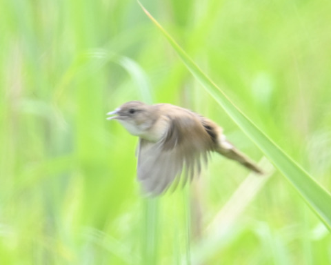 飛ぶオオセッカ8395