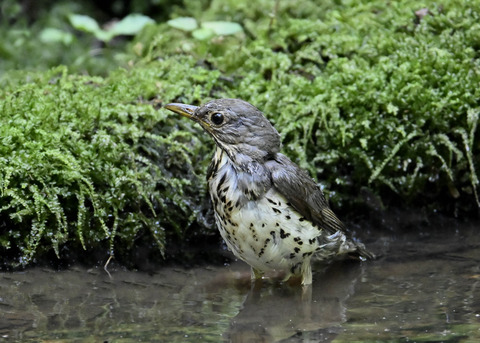 クロツグミ♂幼鳥5483