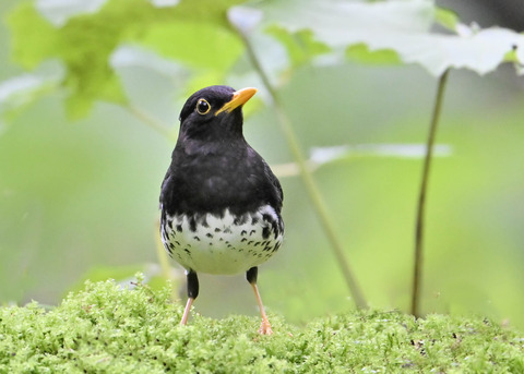 クロツグミ♂4374