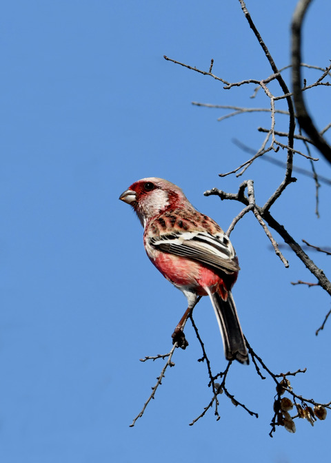 ベニマシコ♂3484