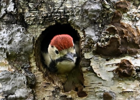 アカゲラのヒナ①5129