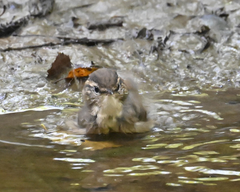 ヤブサメ幼鳥5932