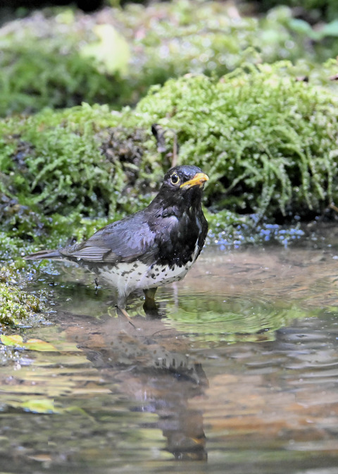 クロツグミ♂4989